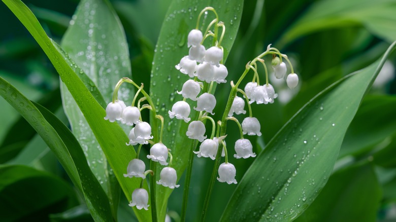 lily of the valley