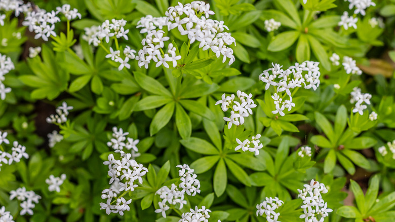 8 Easy-to-grow Ground Cover Plants That Thrive Around Tree Roots