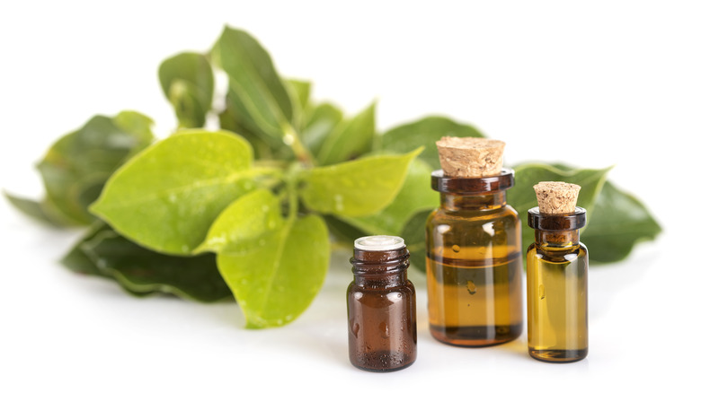 Small bottles and camphor leaves