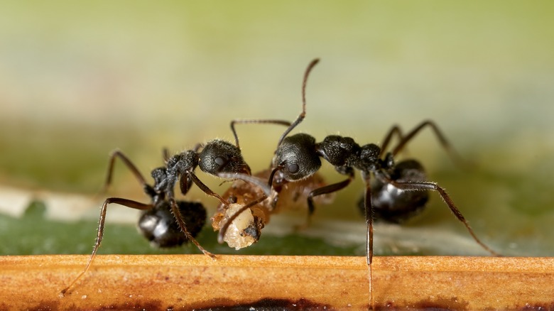 Two ants in cabinet