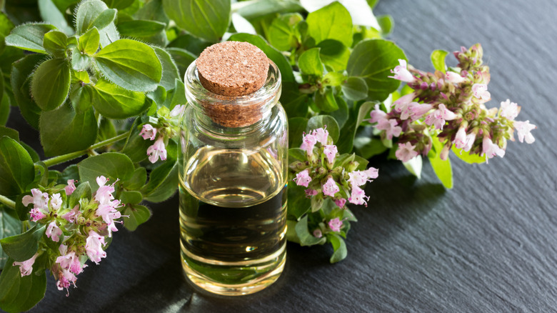 Oregano essential oil and leaves