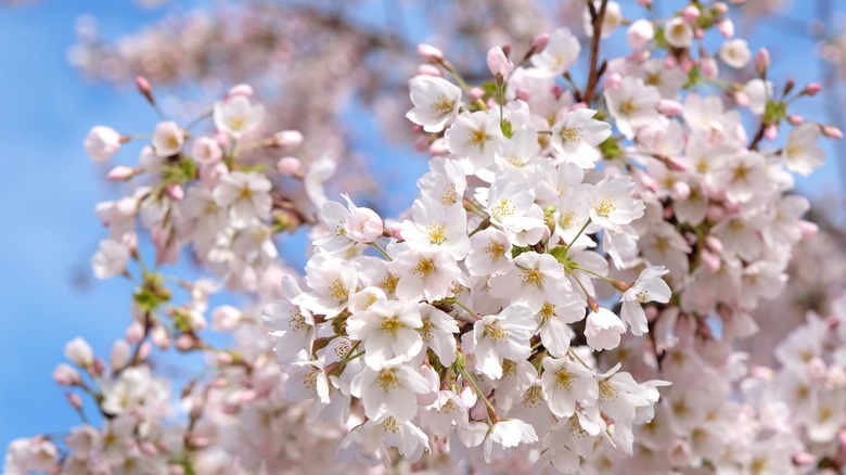 yoshino cherry tree in bloom