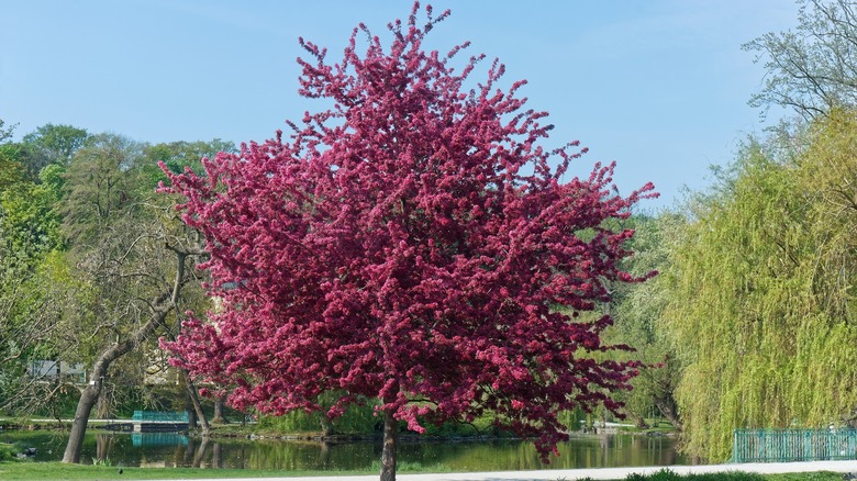 pink flowering crabapple tree