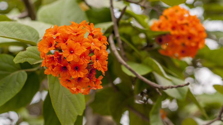 orange flowers on a Geiger tree