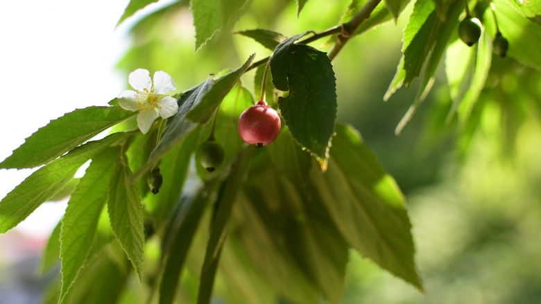 fruit and flower on a strawberry tree