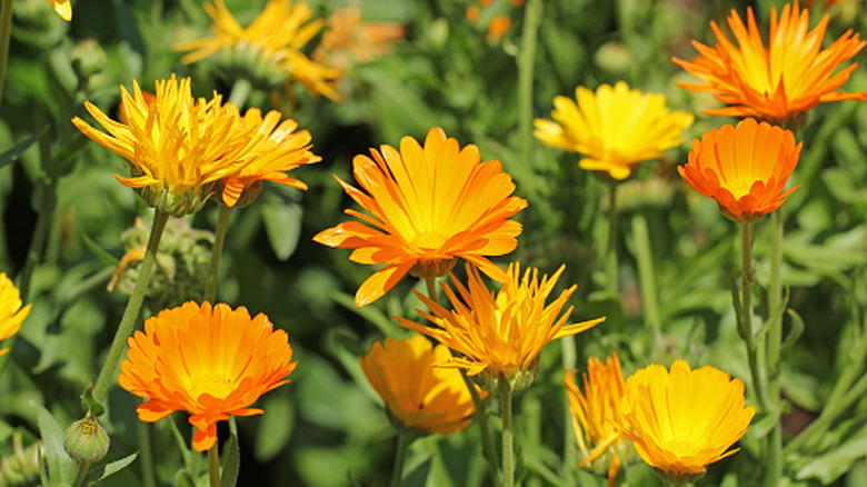 Orange calendula flowers blooming in garden