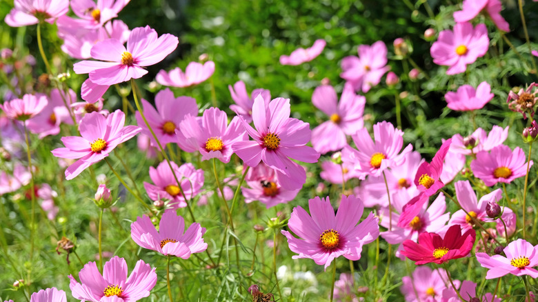 Pink cosmos flowers blooming in a garden border