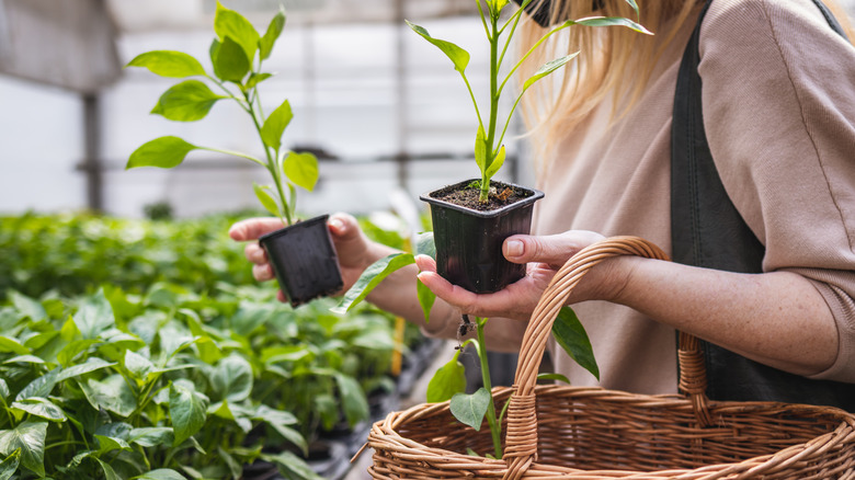 Woman looking at seedlings at a garden center