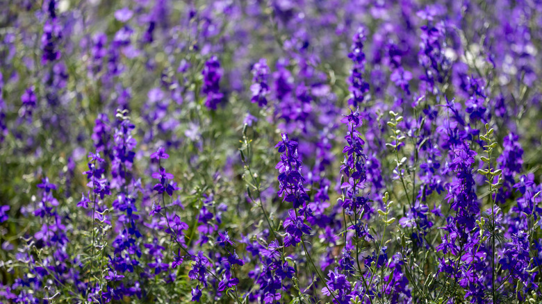 Larkspur with purple flowers blooming