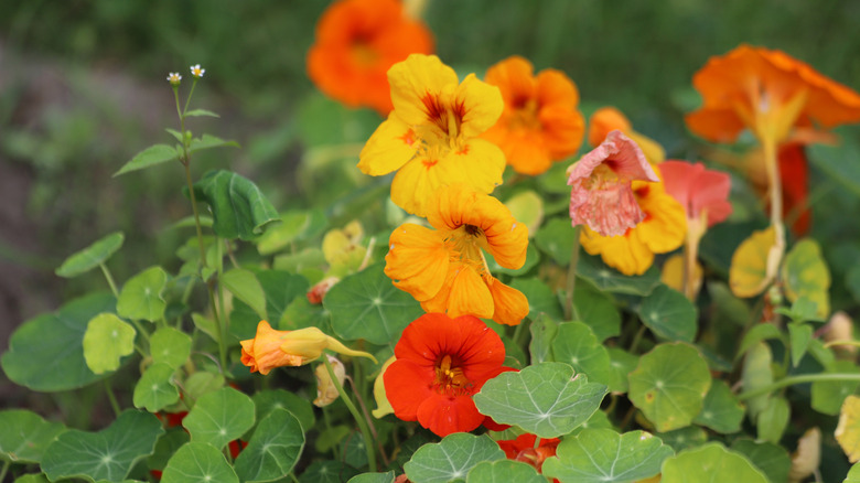 Red and yellow nasturtium flowers in bloom in garden