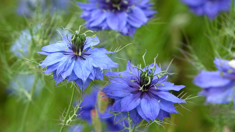 Blue love in a mist flowers