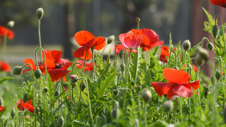 Red poppy plants in bloom in a yard