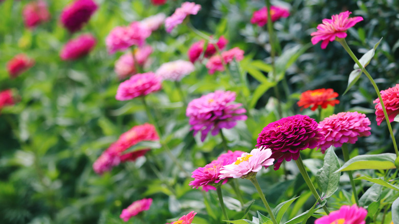 Colorful zinnias in bloom in garden