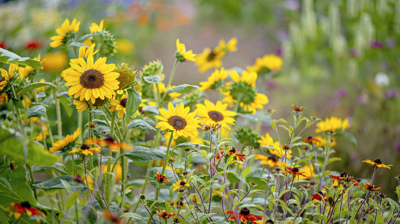 Sunflowers in bloom in home garden