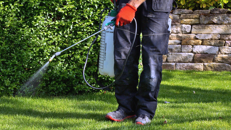 Person spraying herbicide on grass