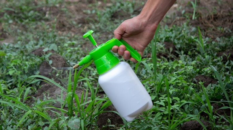 Spraying weeds with hand sprayer