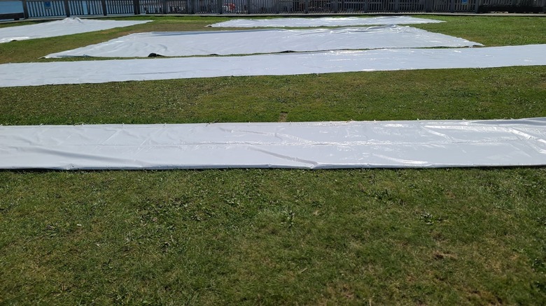 Plastic sheets on grass