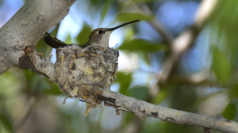 Hummingbird sitting in her nest