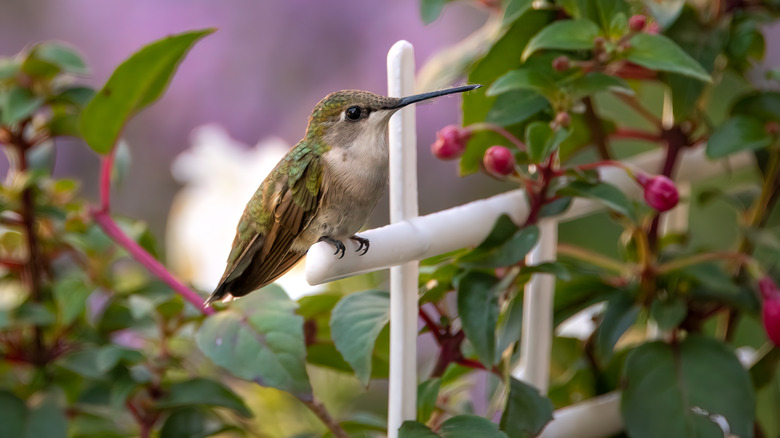 Hummingbird perched on white fence in garden