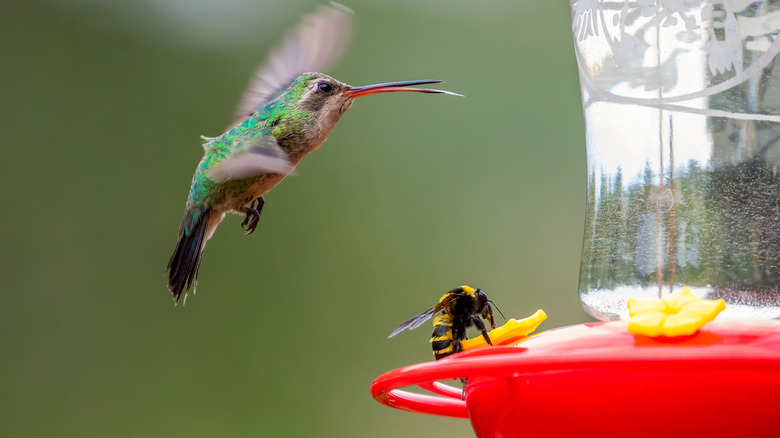 Hummingbird flying towards a feeder