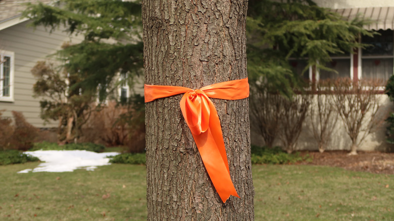 Orange ribbon tied on tree