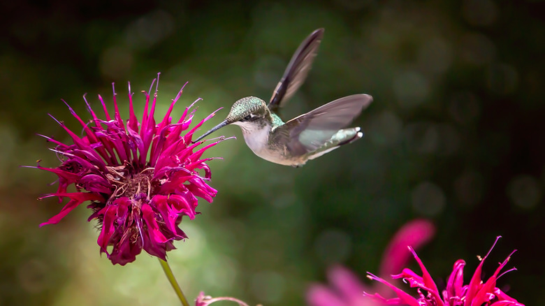 Hummingbird feeding from bee balm flower