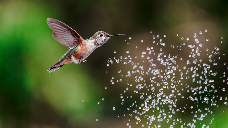 Hummingbird flying through spray of water
