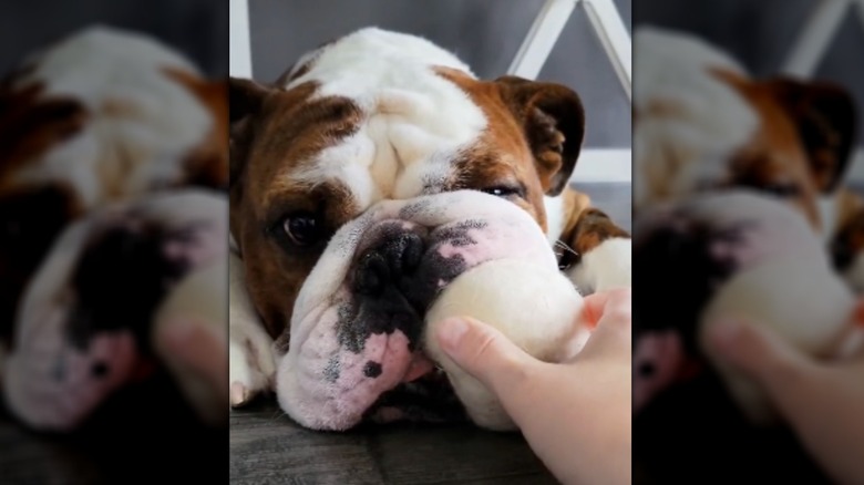 Bulldog with dryer ball