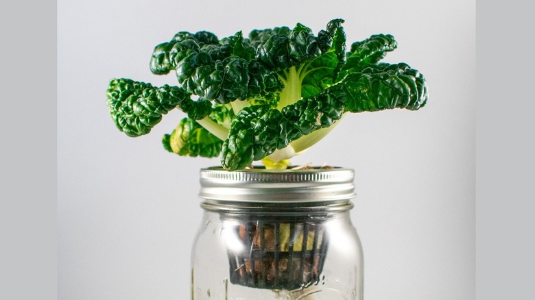 Jars with herbs growing