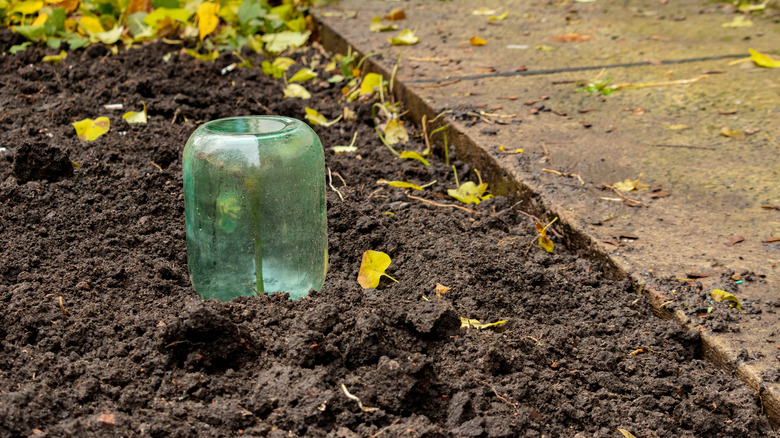 Jar over plant in dirt