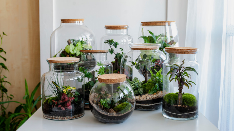 Various terrariums on table