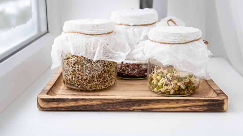 Jars of sprouts on tray