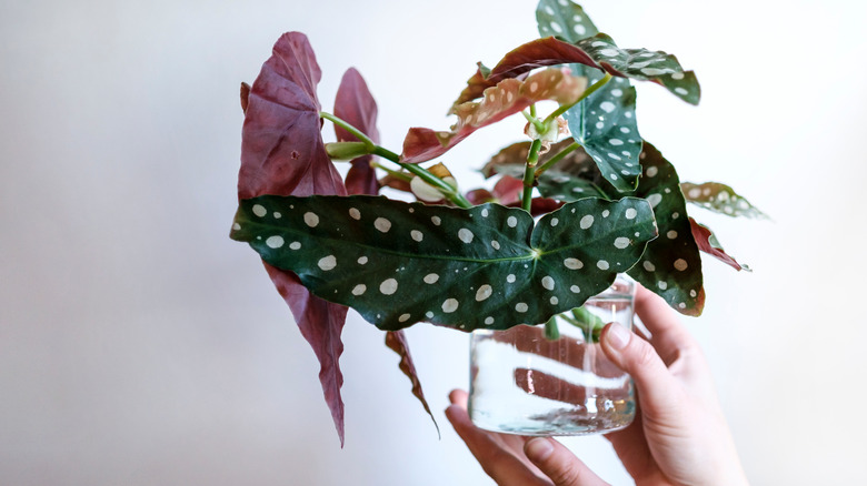 Begonia cuttings in water-filled jar