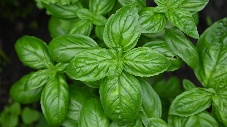 Overhead shot of basil leaves