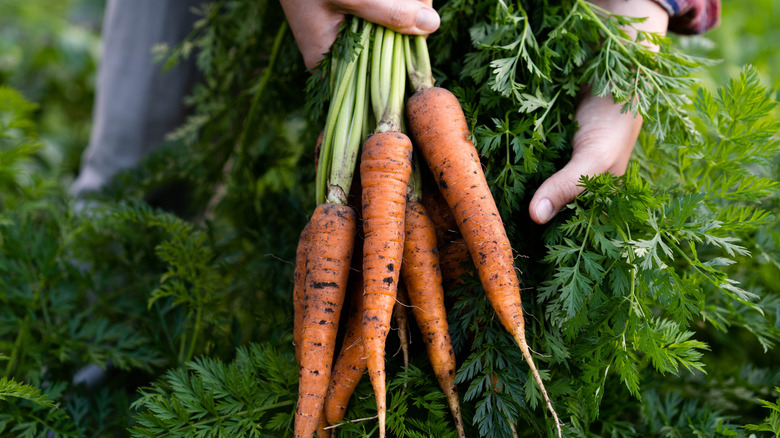 Pulling carrots out of the ground