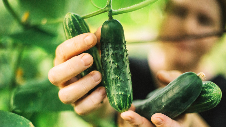 Picking cucumber from vines