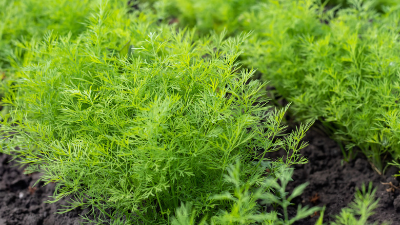 Dill growing in a garden