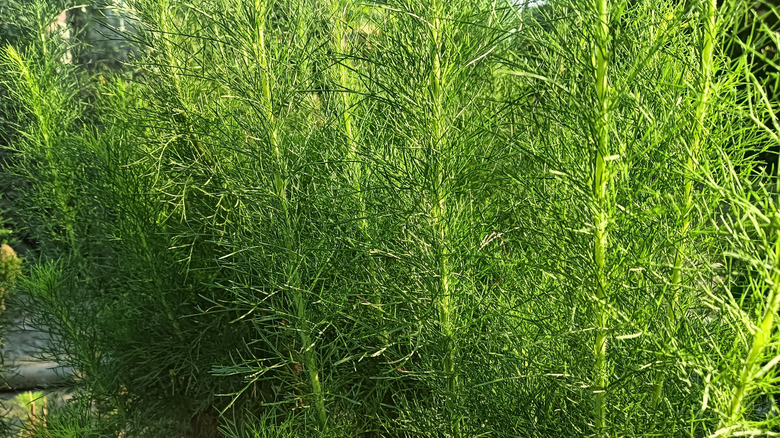 Fennel plants growing in the ground