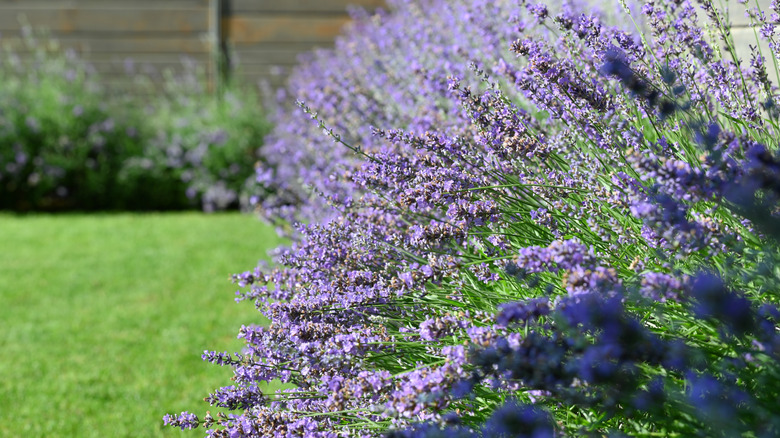 Lavender bushes growing against a fence