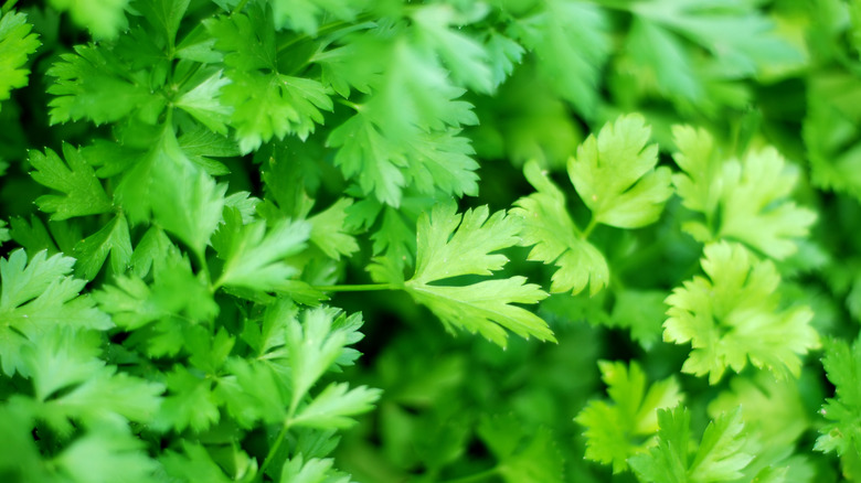 A patch of parsley plants growing