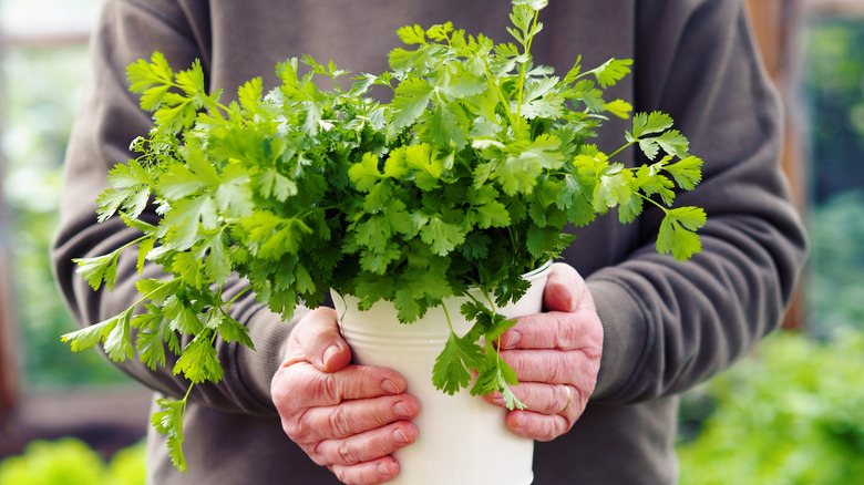 Woman holding potted cilantro plant