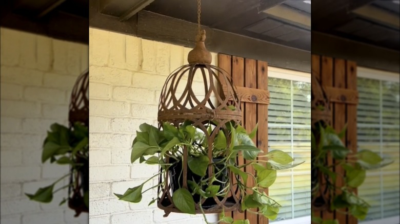 hanging bird cage plant holder