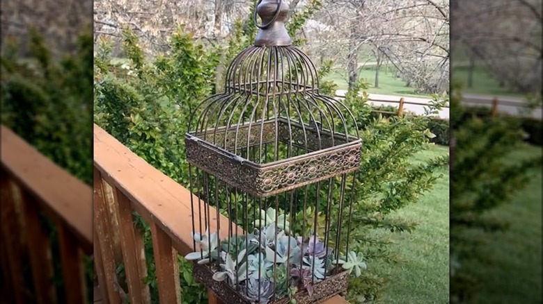 succulent garden in bird cage