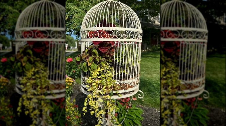 annuals planted in bird cage