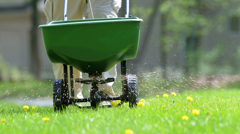 wheelbarrow dispensing lawn fertilizer