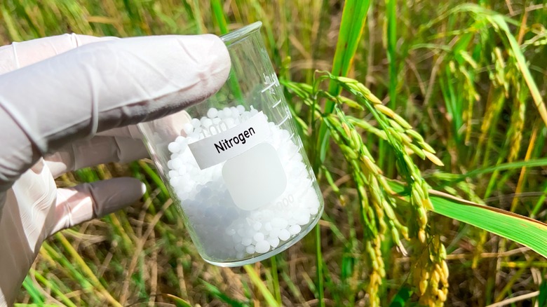 A glass laboratory cup holding nitrogen beads over a lawn