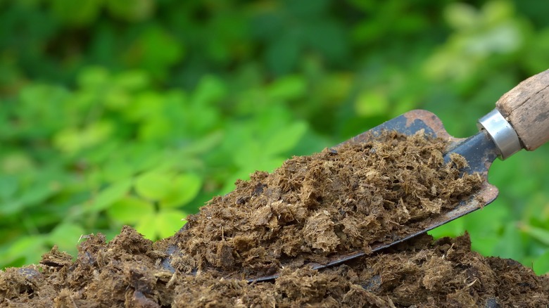 Closeup of a trowel holding manure