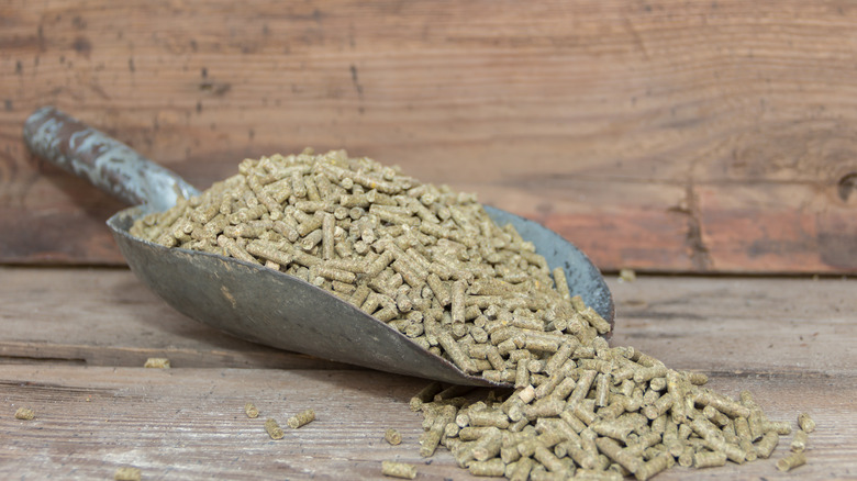 A metal scoop holding alfalfa pellets