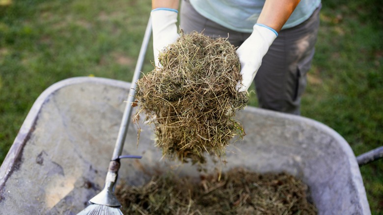 Lawn clippings in wheelbarrow