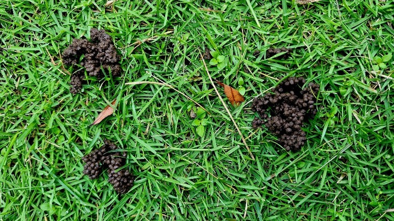 Worm castings on green lawn